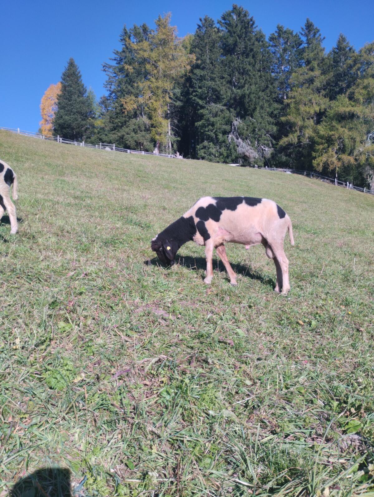 Tscheggenwidder 2