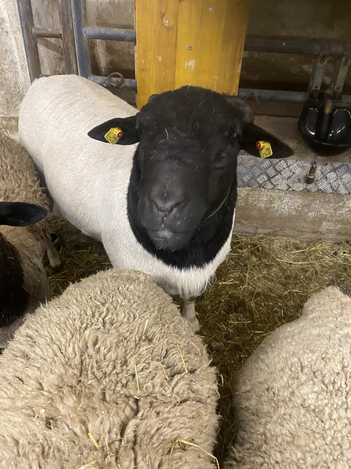 Dorperwidder zu verkaufen 3