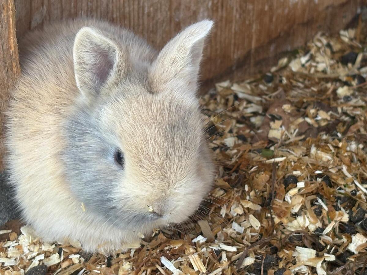 Löwenkopfkaninchen 1