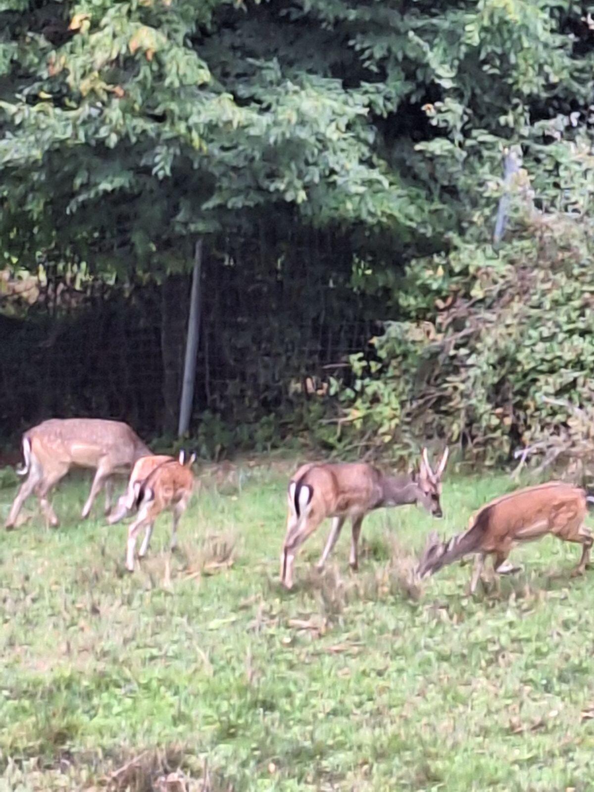 Damwild lebend 3