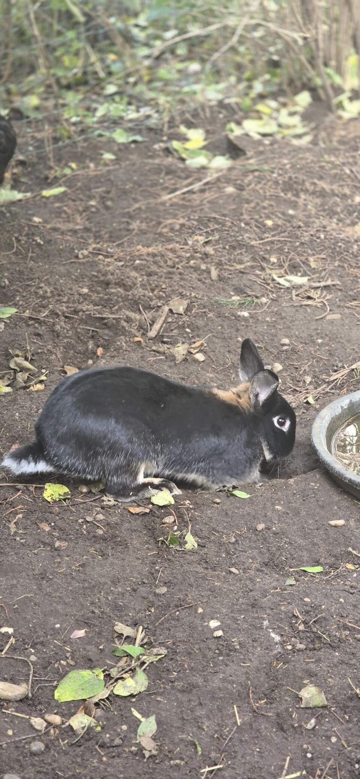 2 Rammler abzugeben 2