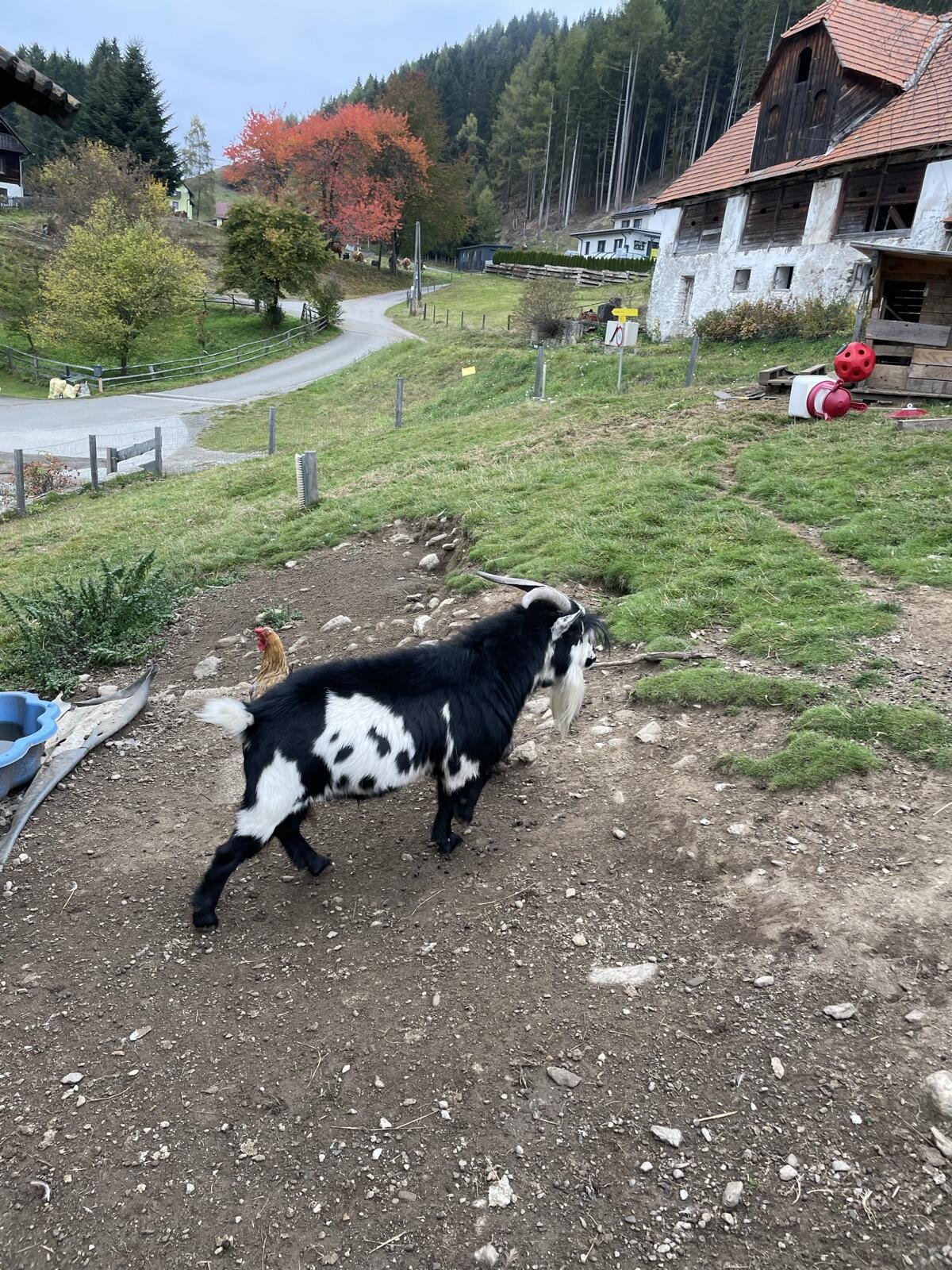Mini Zwergziegenbock 2