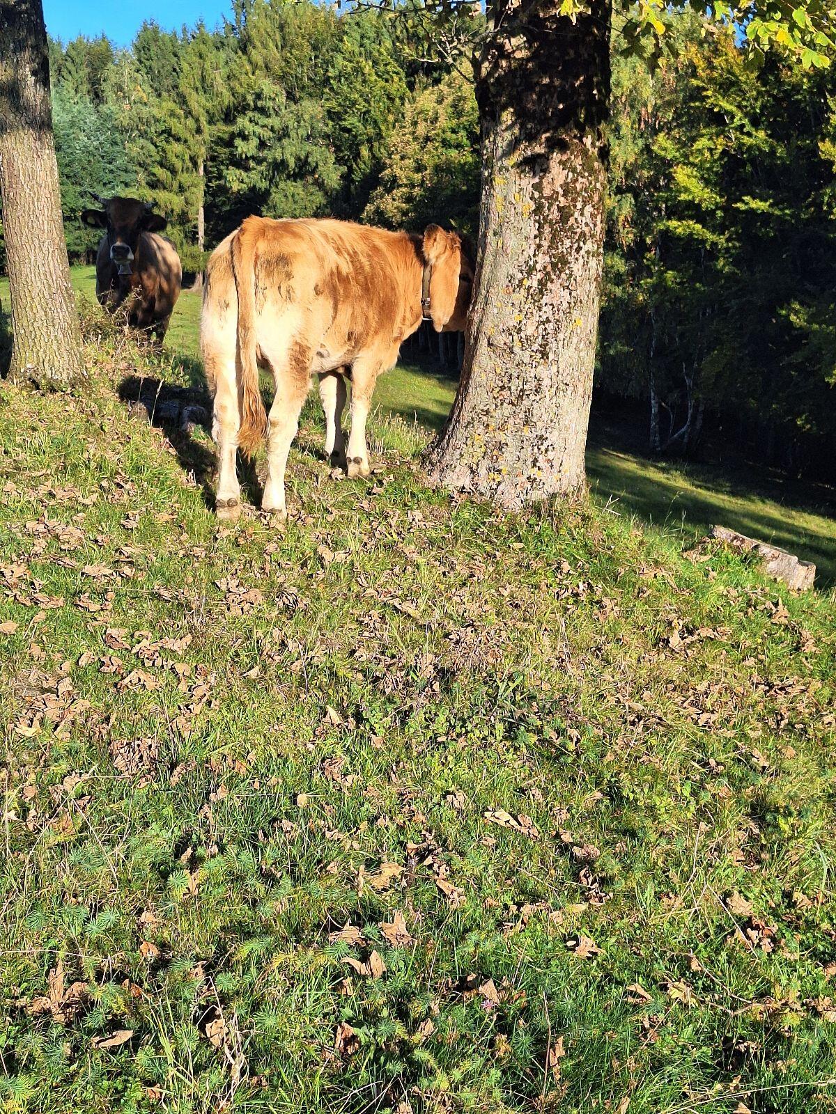 Murbodner Kalbin 1