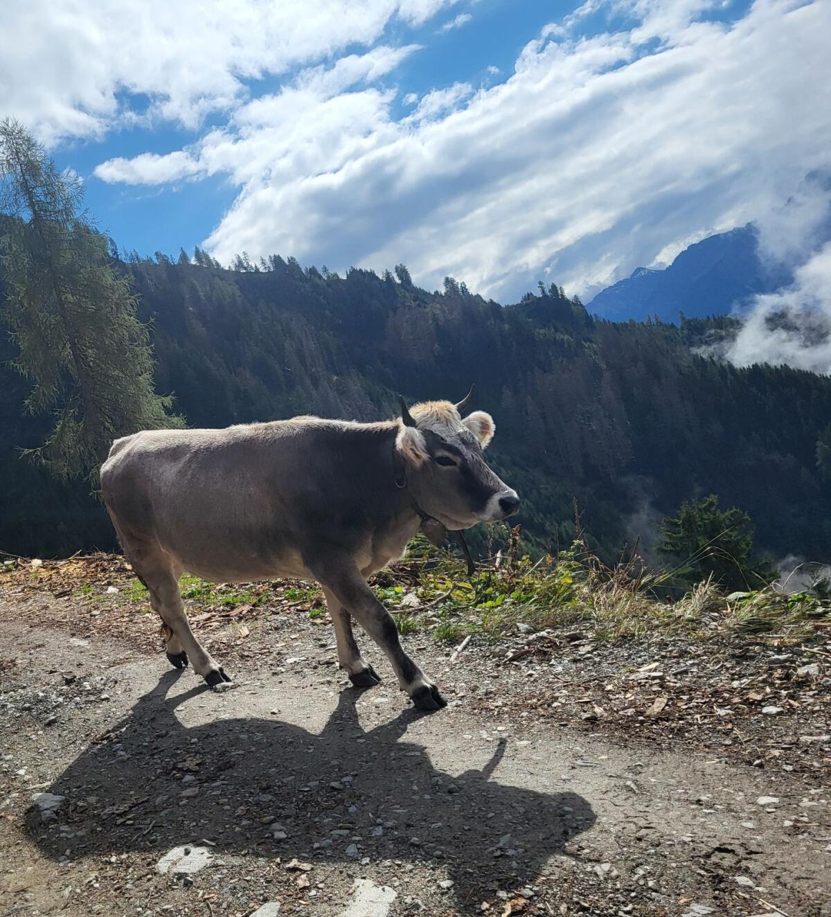 Tiroler Grauvieh Kalbin 2