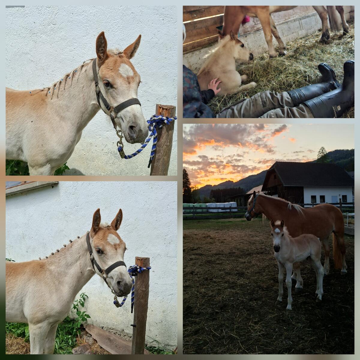 Haflinger für Sport & Freizeit 3