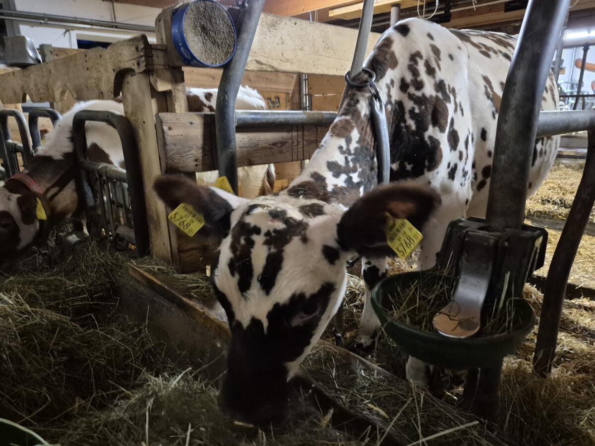 Normande Kalb 2