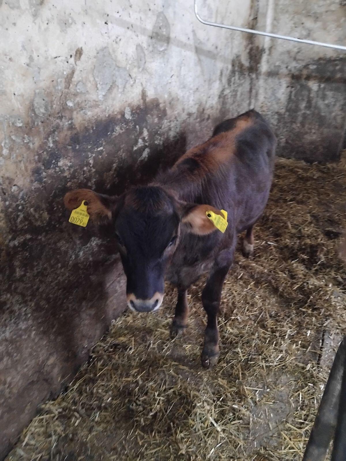 Verkaufe Kalb 2