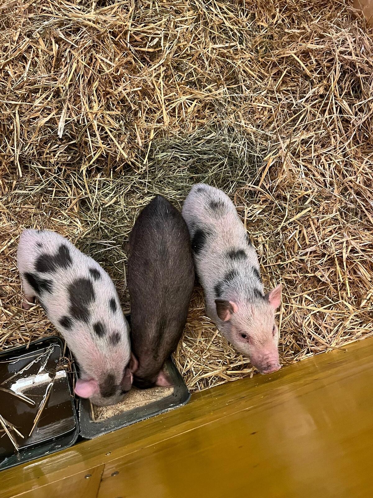 Mini-Schweine zu verkaufen 2