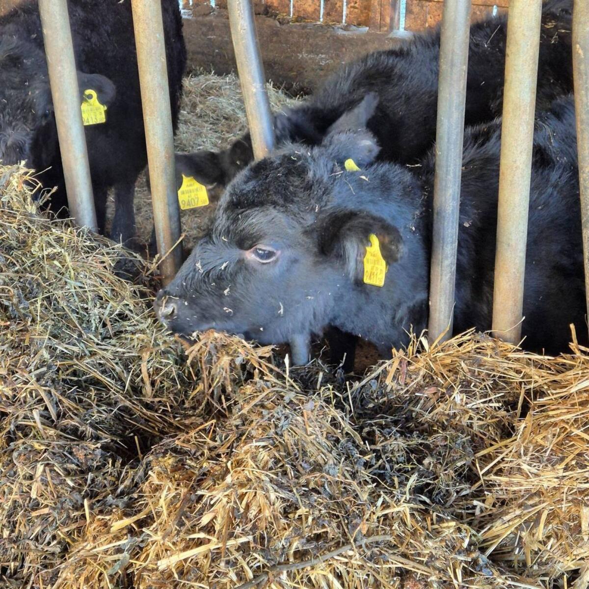 Suche Bio Angus Rinder 2