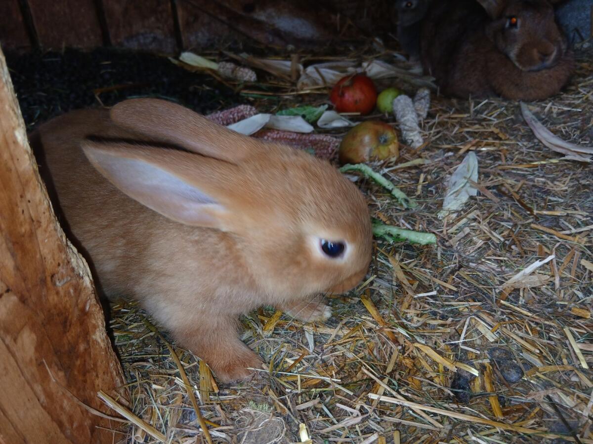 Hasen 1