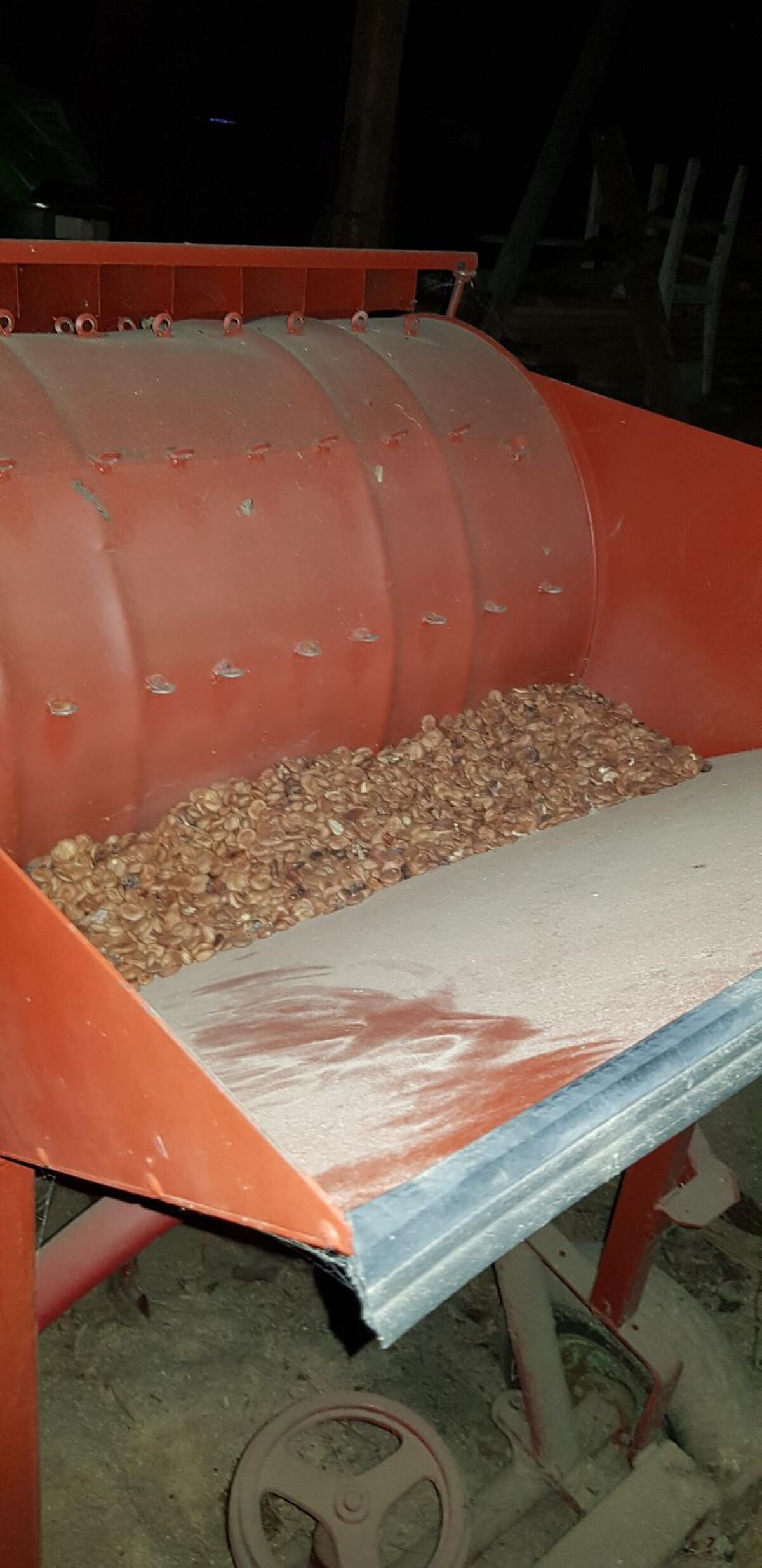 Knoblauch Bohnen Käferbohnen Sämaschine 3