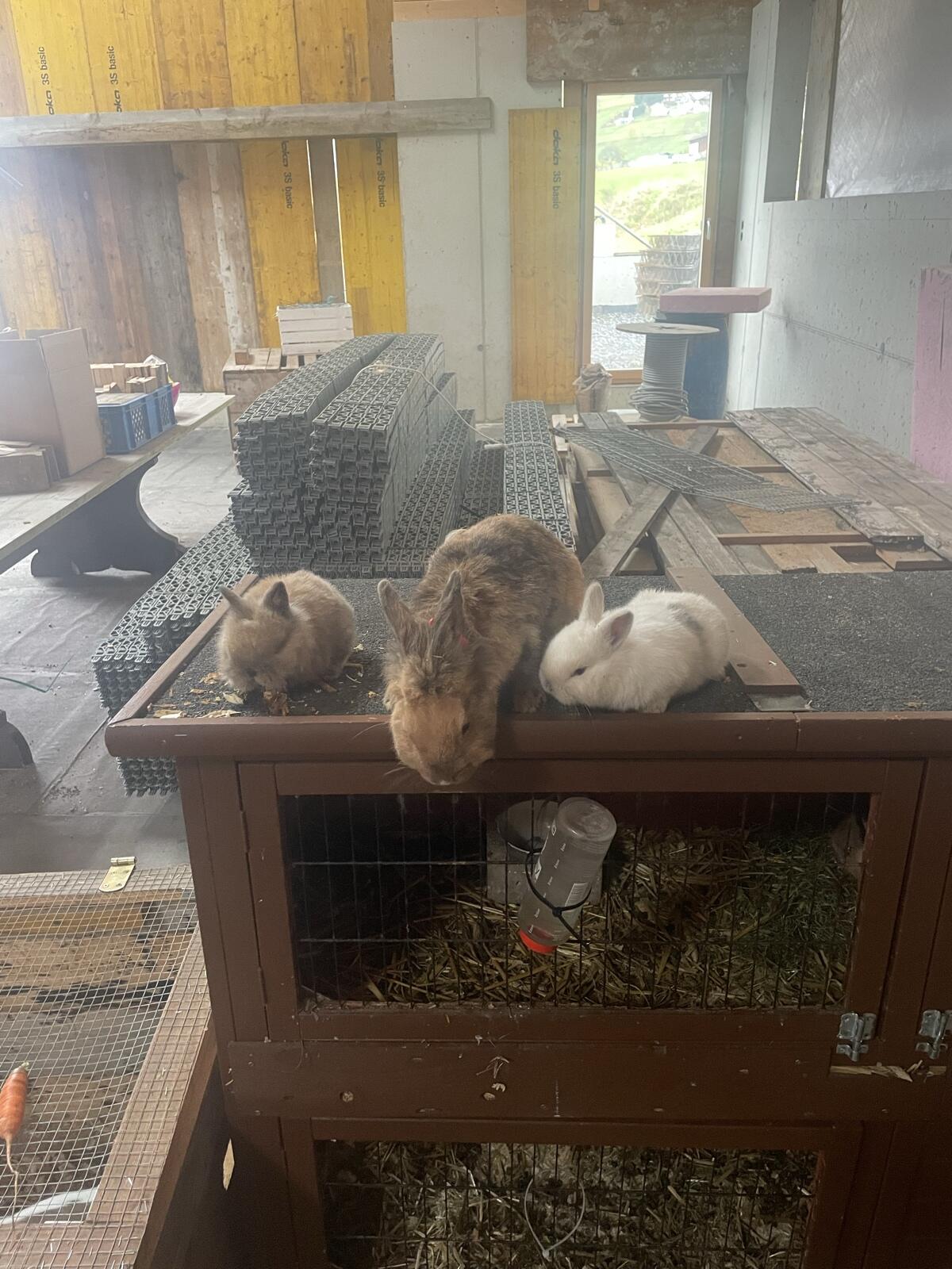 Zwerghasen Mutter mit ihren zwei Babys 3