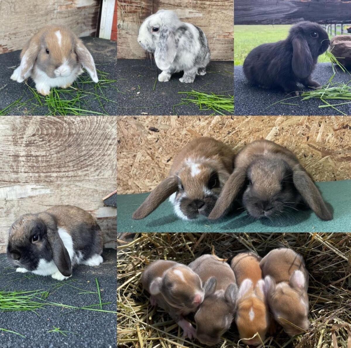 Zwergkaninchen 1