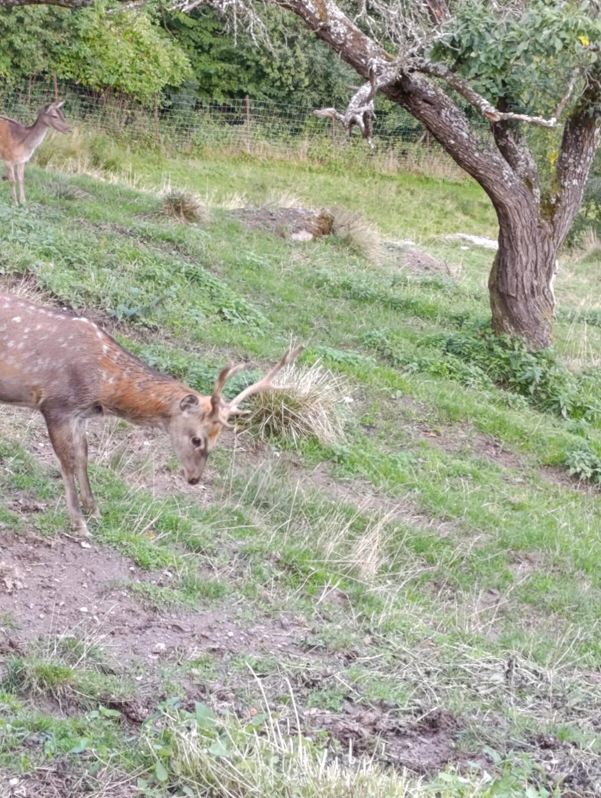 Sika Dybowski 2