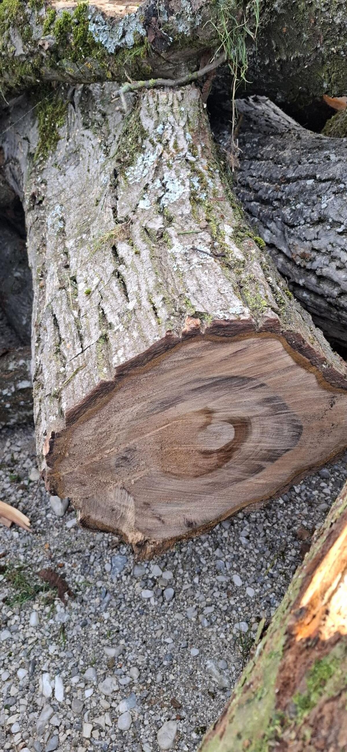 Baumstämme Walnuss, Kirsche 1