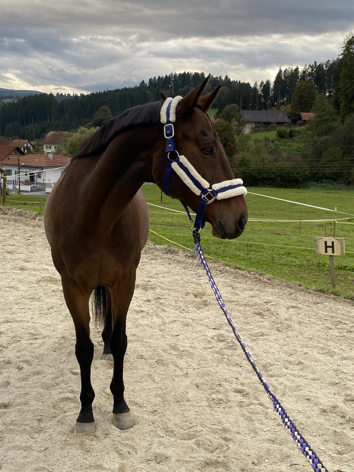 11-jähriger Wallach, ungarisches Sportpferd 3