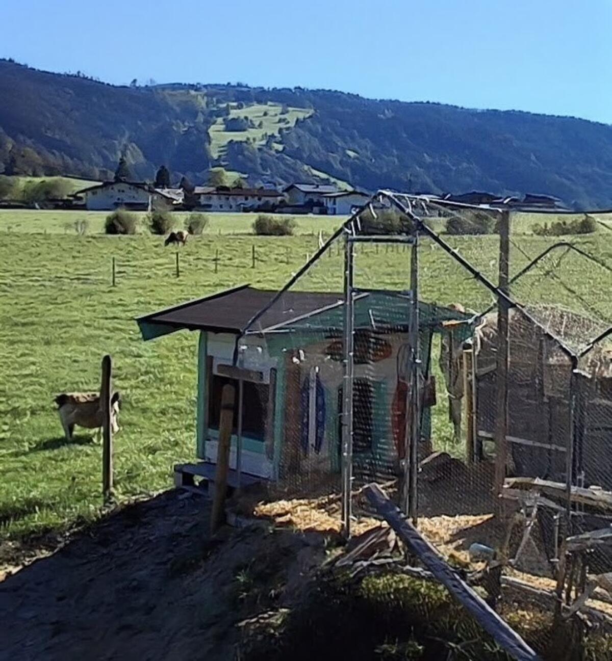 Hundehütte Massiv 1