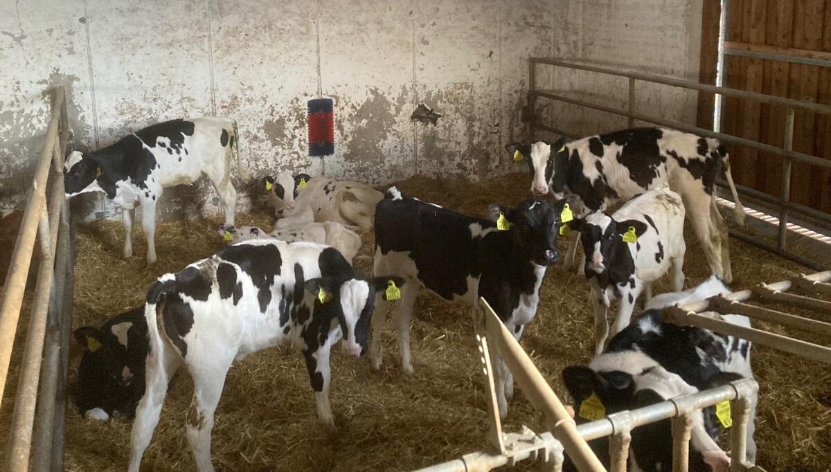 HF Zuchtkälber zu verkaufen 1
