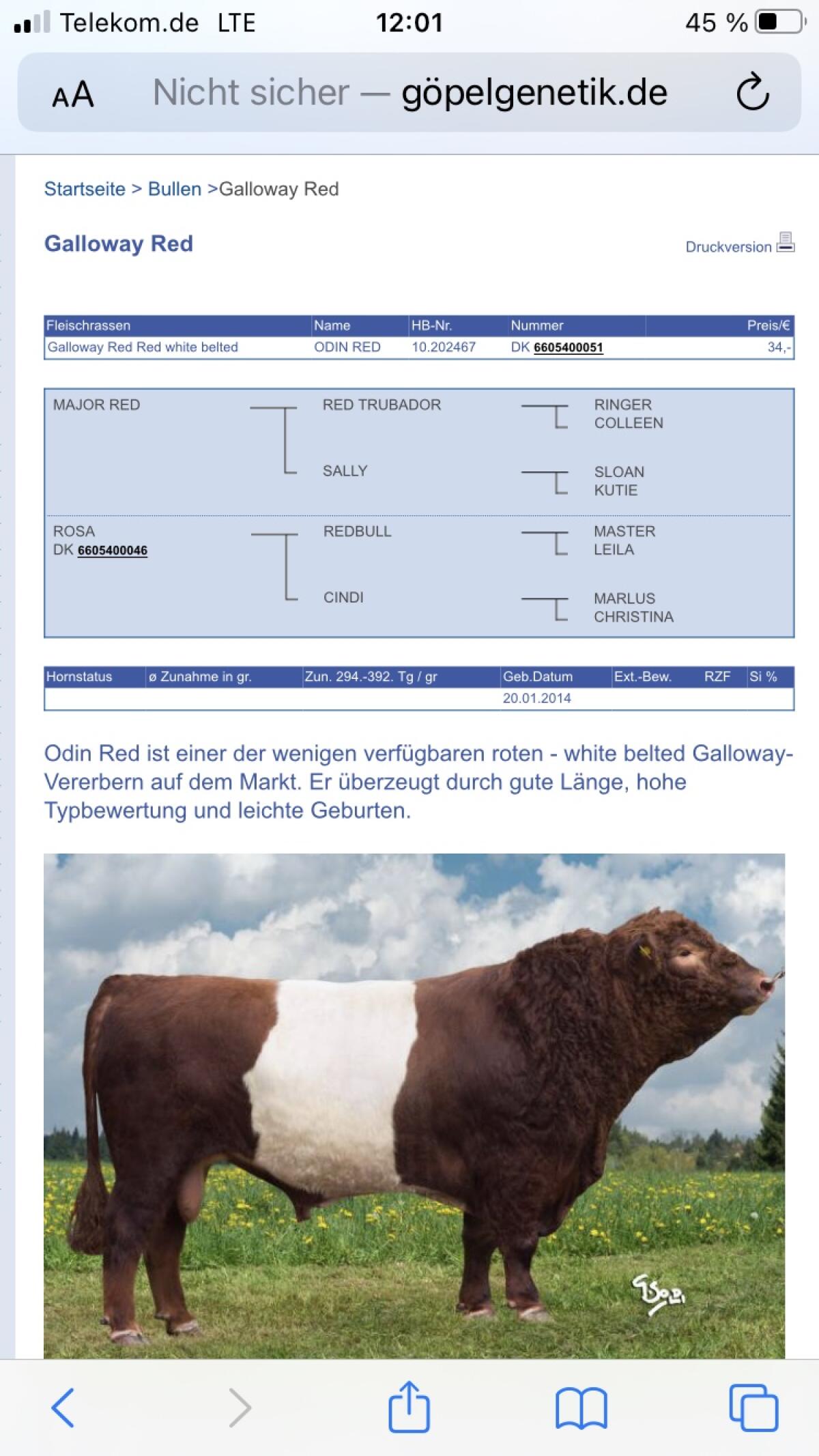 Galloway weiß und belted bio 3