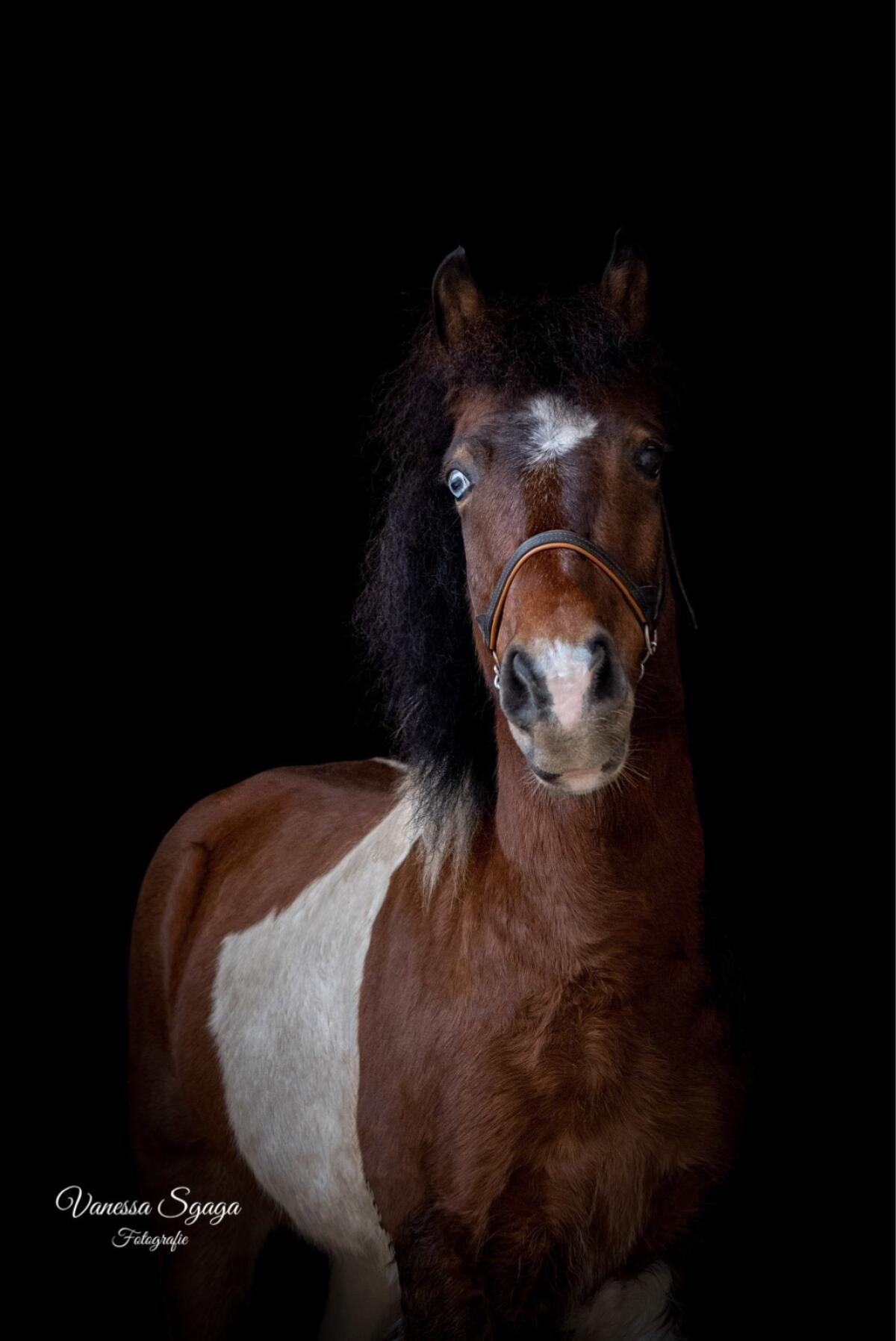 Ponywallach als Beisteller an Bestplatz abzugeben 2