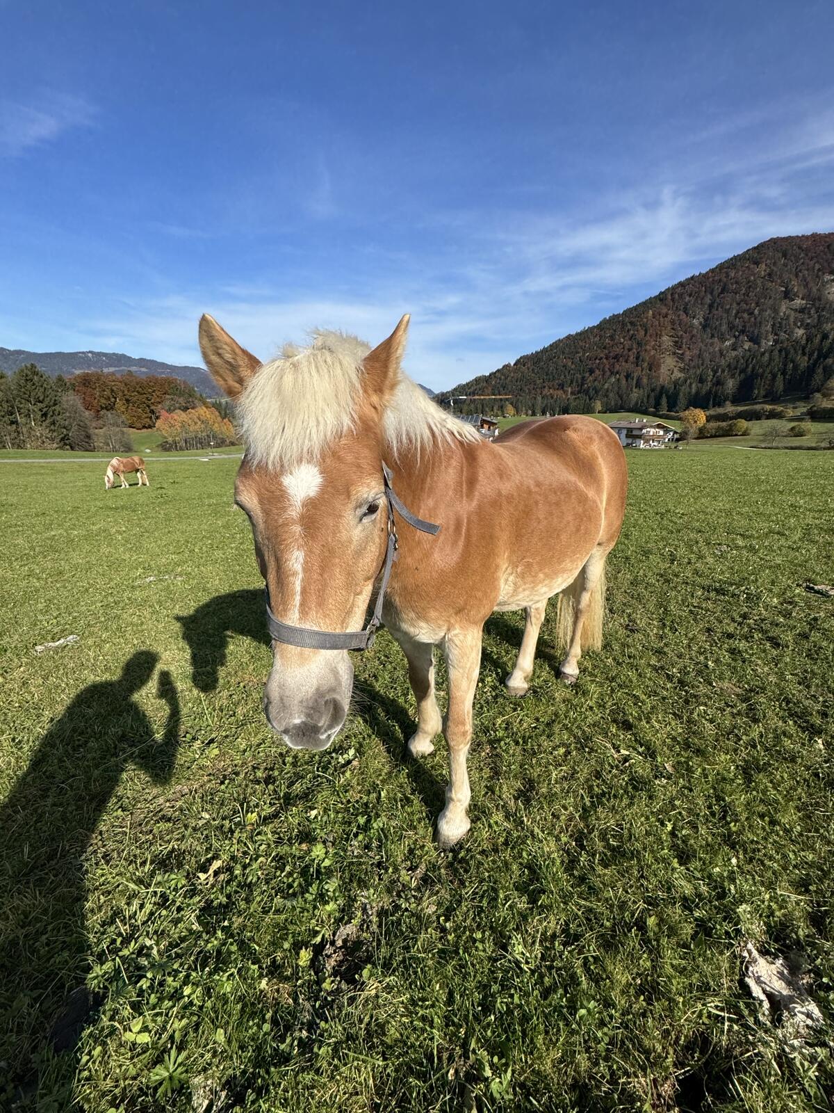 Haflinger Stute 1