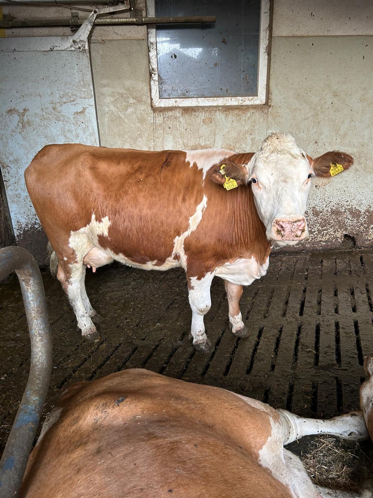 Milchkühe und Kalbinnen zu verkaufen 1