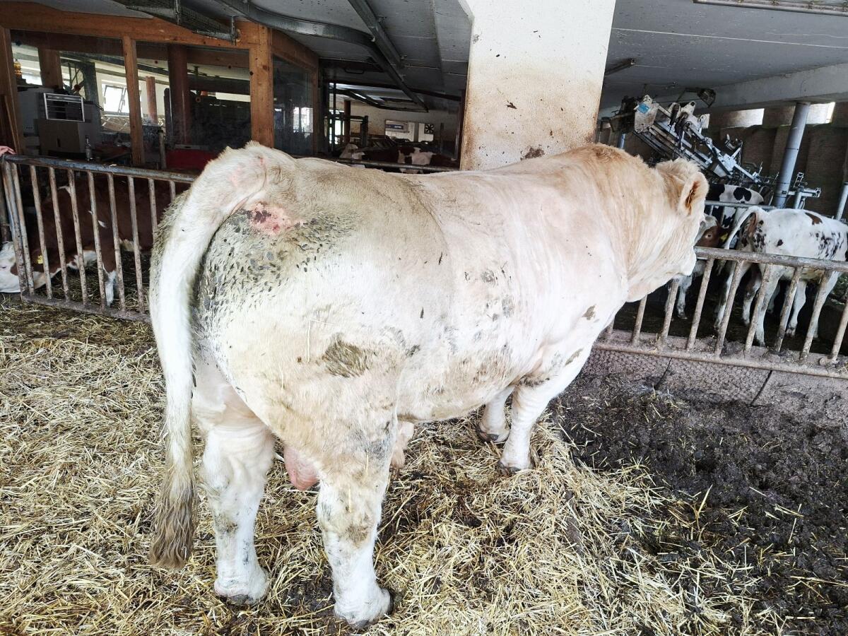 Charolais Stier 2
