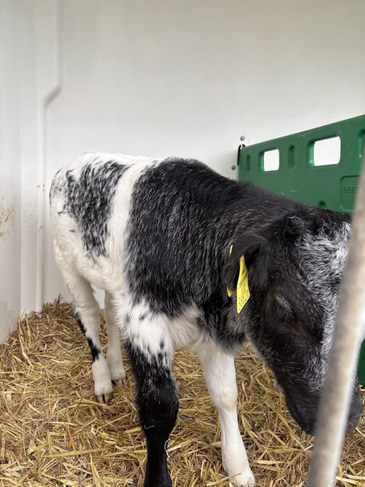 Verkaufe Bio Pinzgauer x Weißblaue Belgier Kuhkalb 2