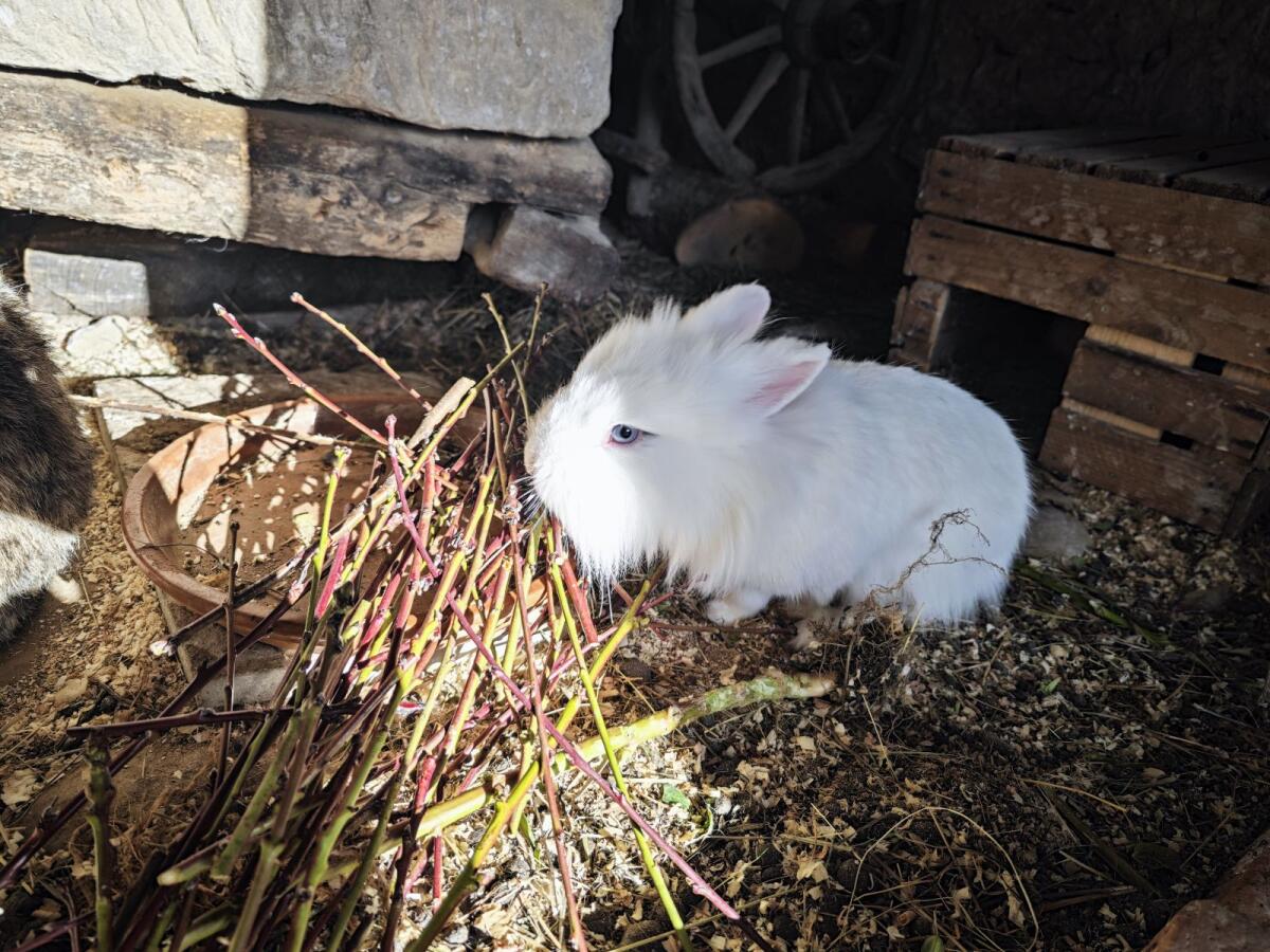 Kaninchen Zwerg Löwenkopf 2