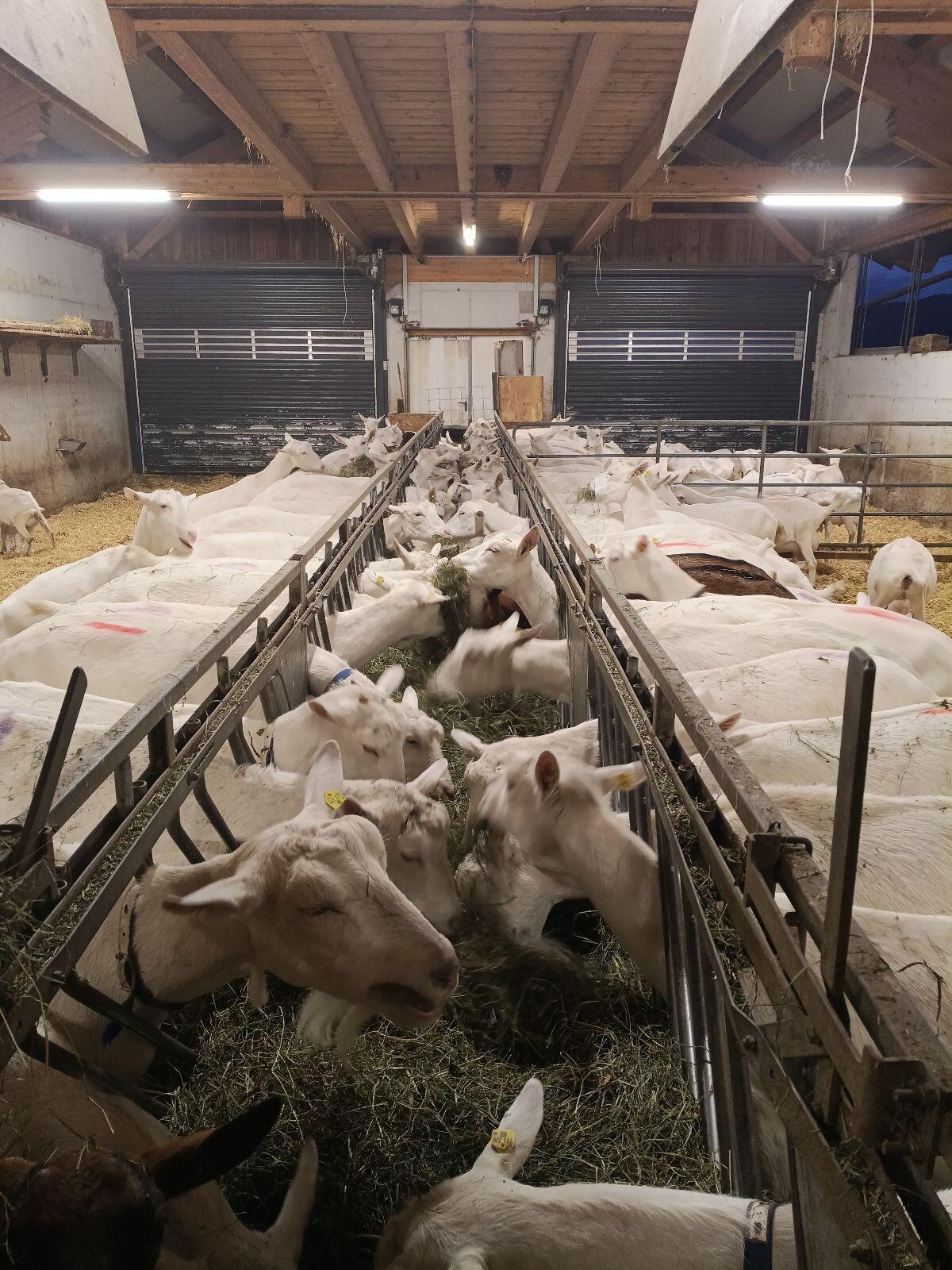 Saanenziegen Bockmütter 1