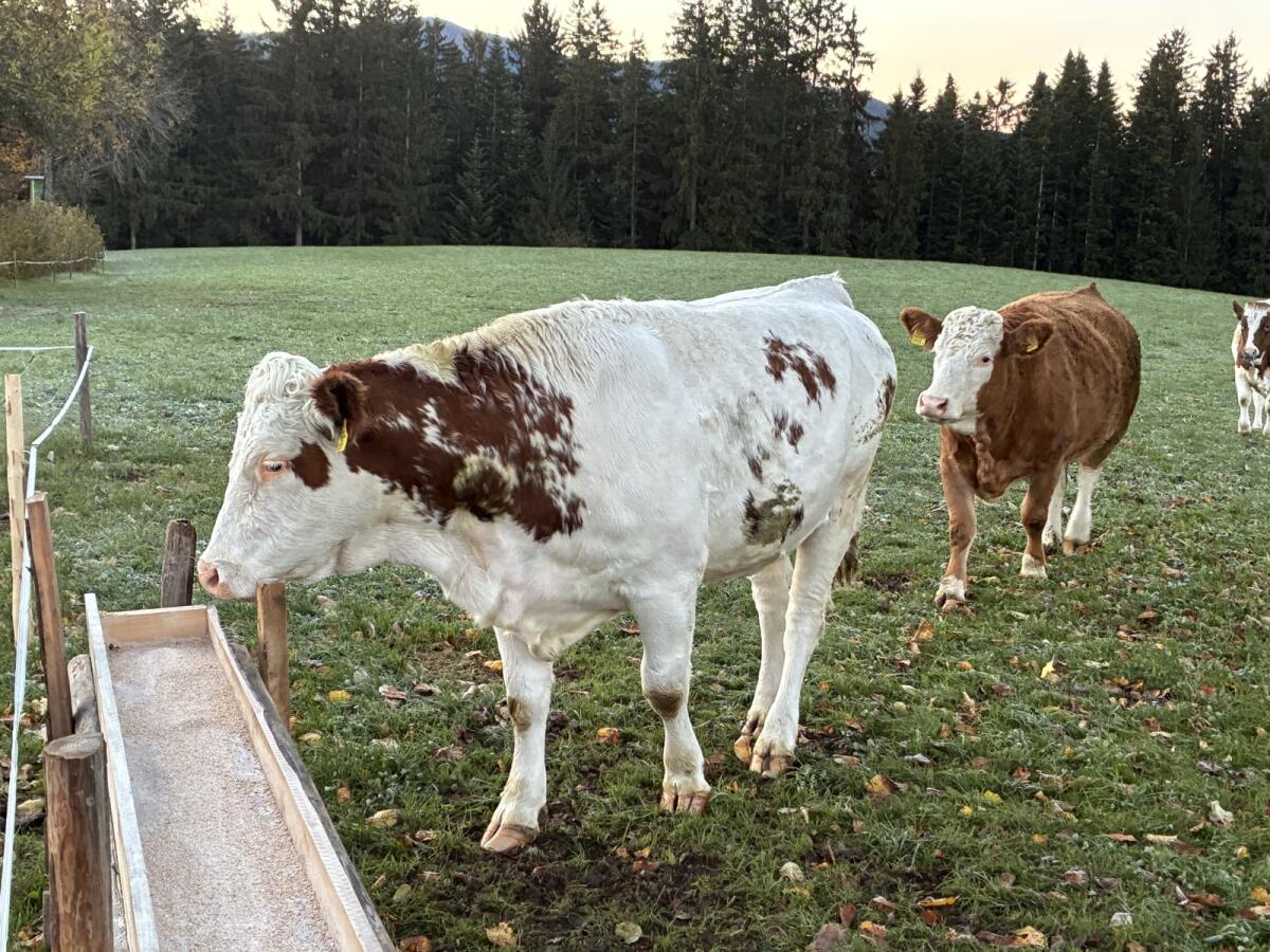 BIO Fleckvieh Kalbin zu verkaufen 1