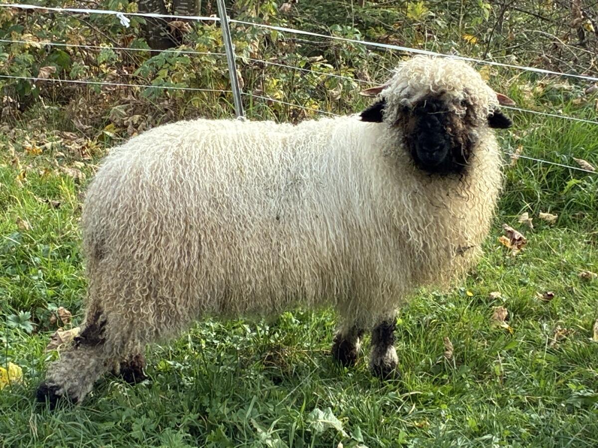 Walliser Schwarznasenschaf Aue 3