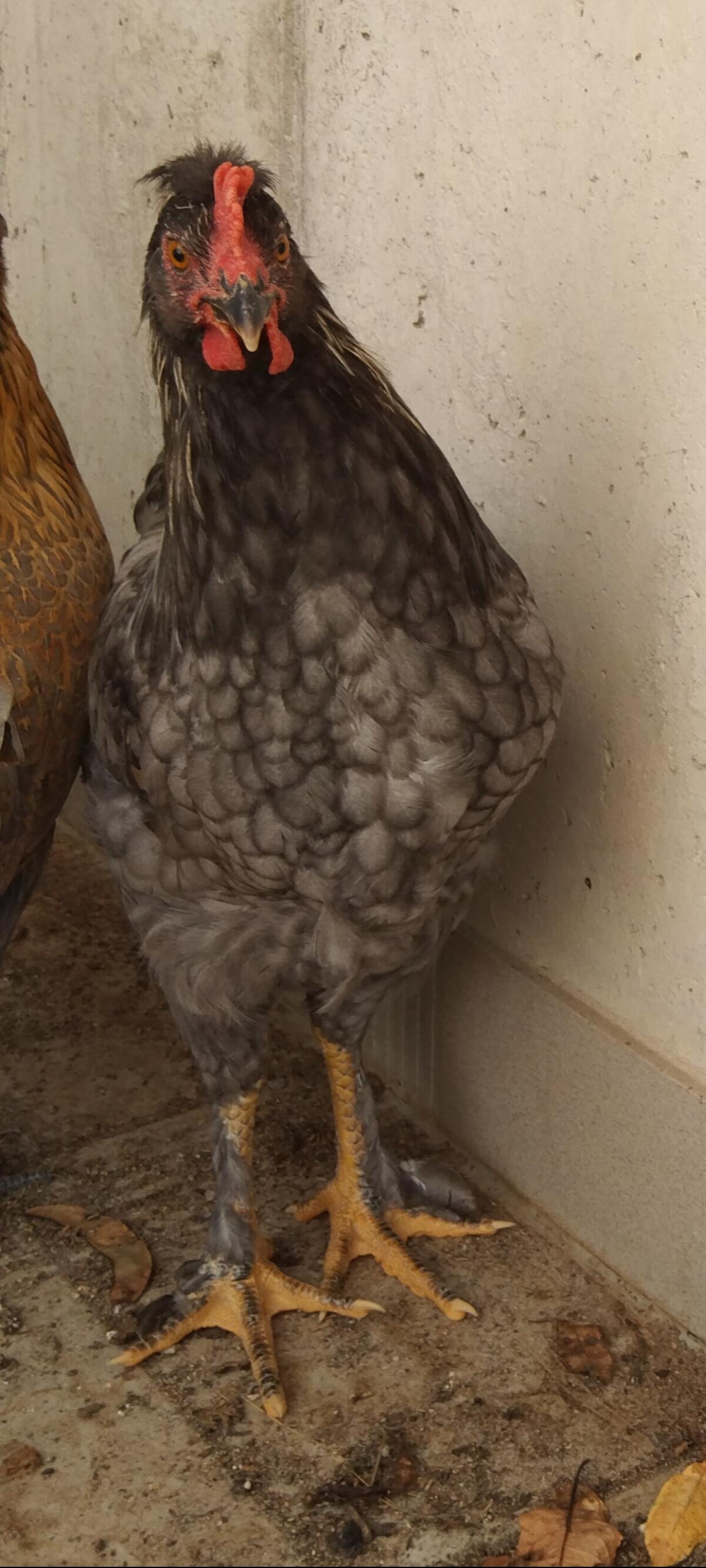 Mix Junghühner und Küken, Bruteier in kleinen Mengen 1