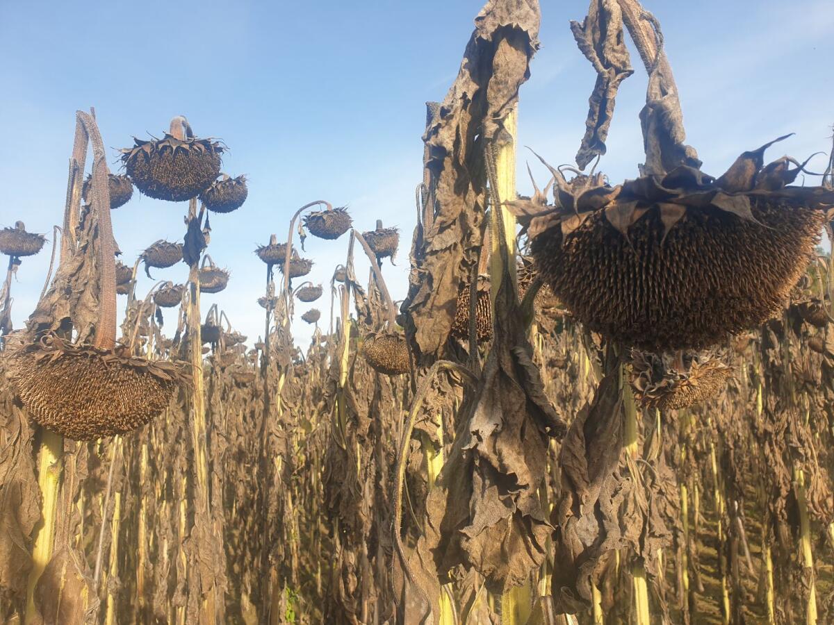 Bio Futter-Sonnenblumenkerne 2