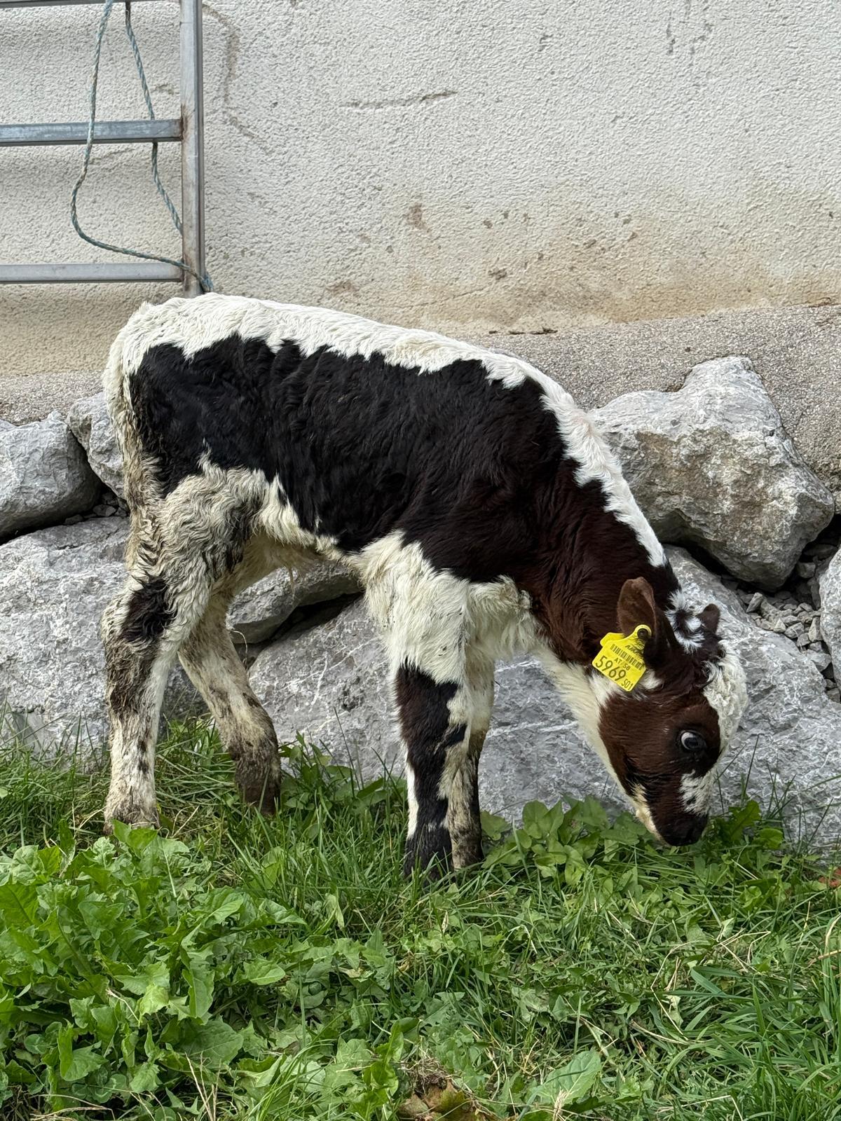 Bio Pustertaler Sprinzen Kalb 1