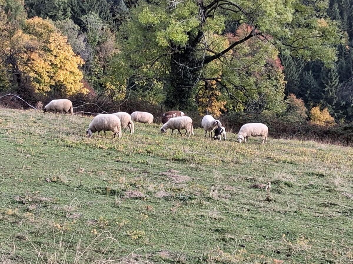 Schafherde 3