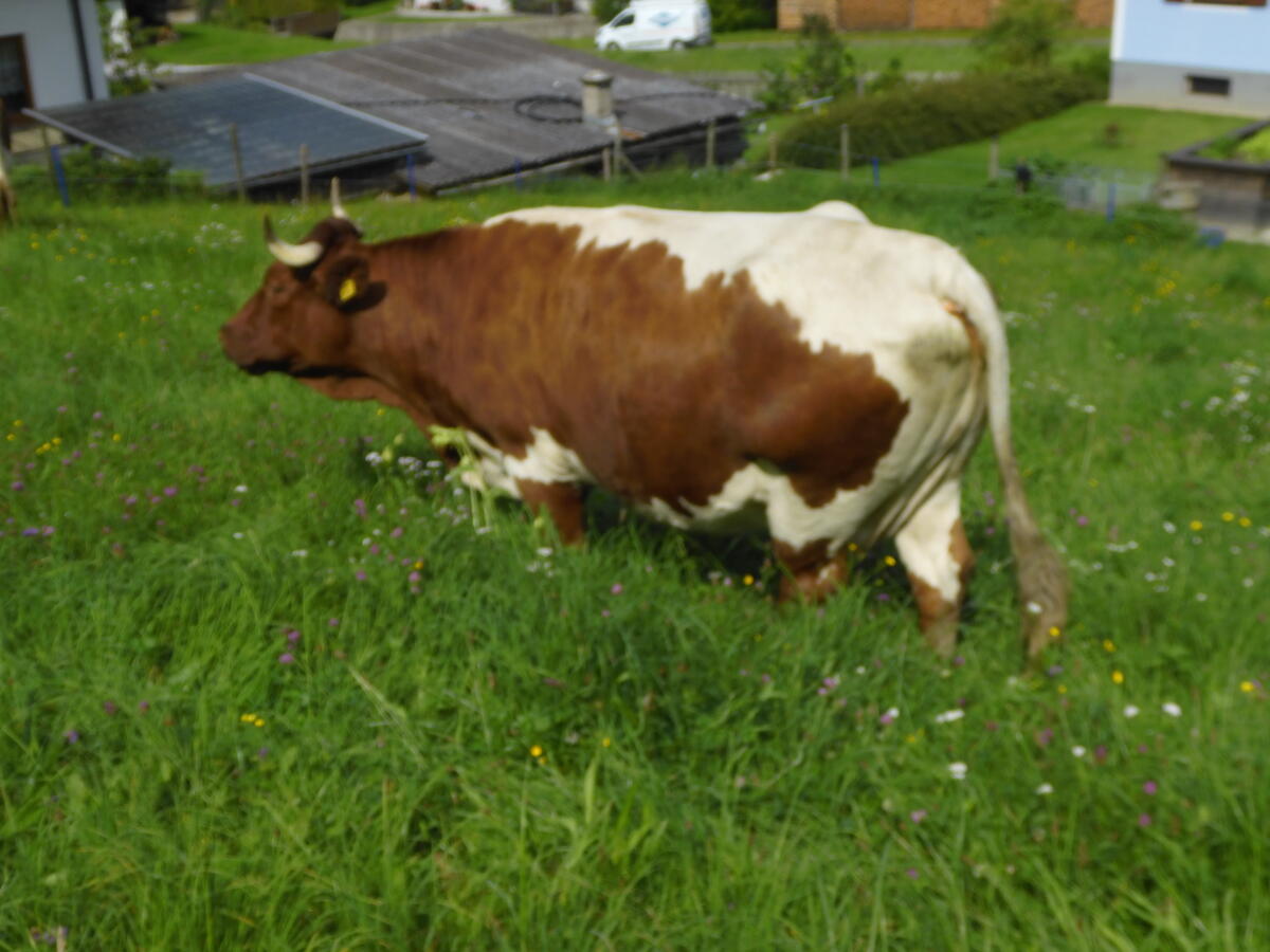 Pinzgauerkuh 3