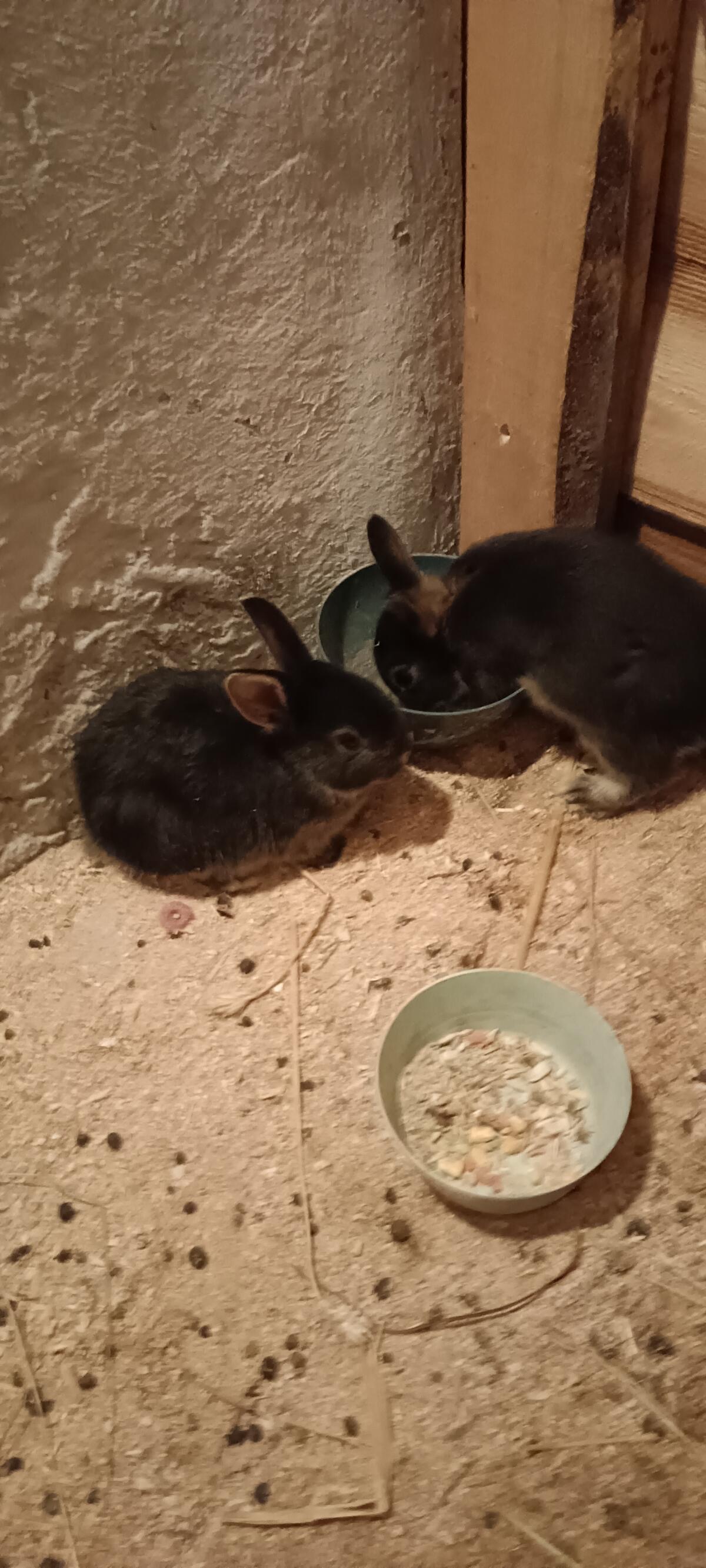 Zwergkaninchen 2