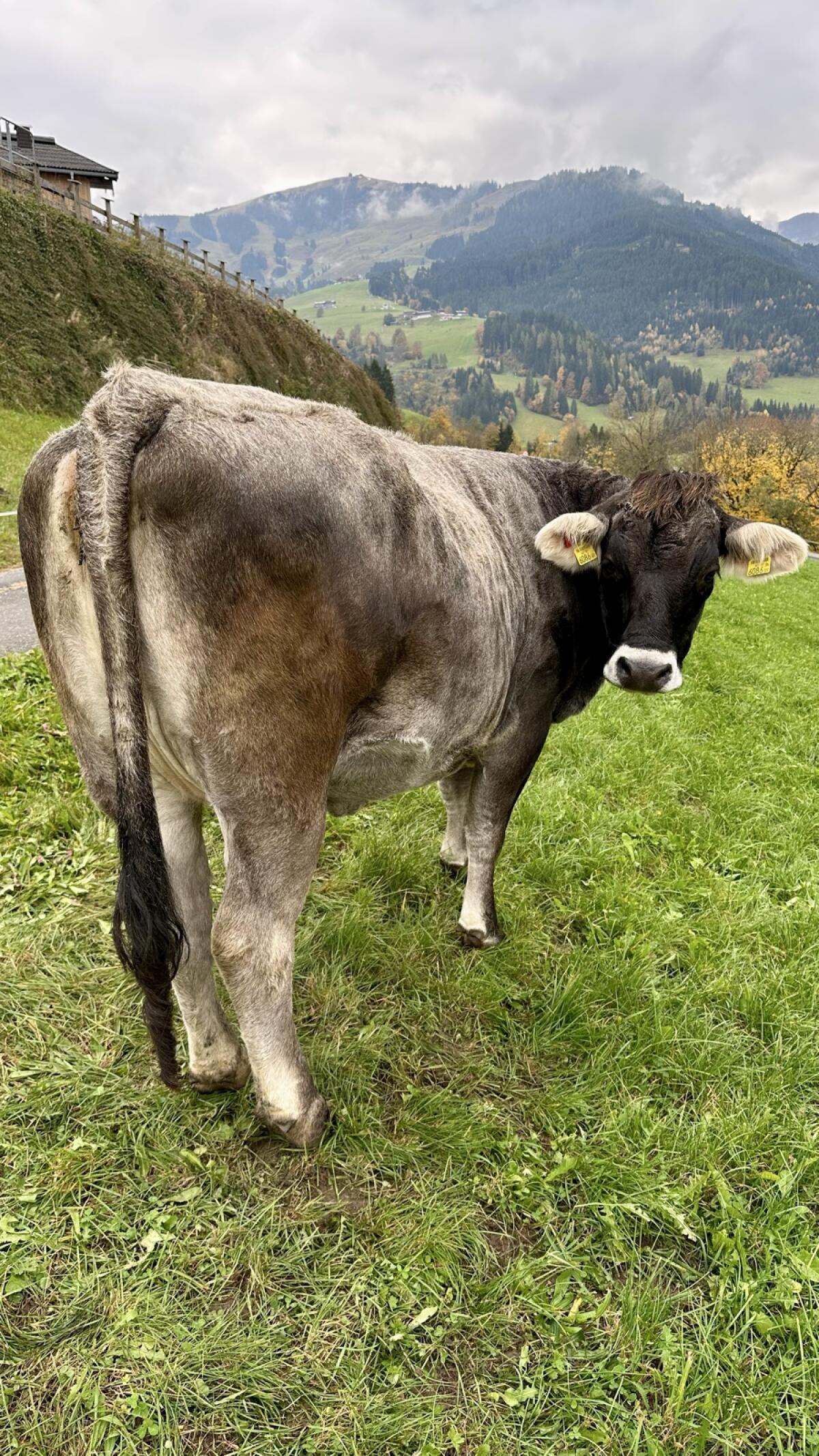Grauviehkalbin zu verkaufen 3