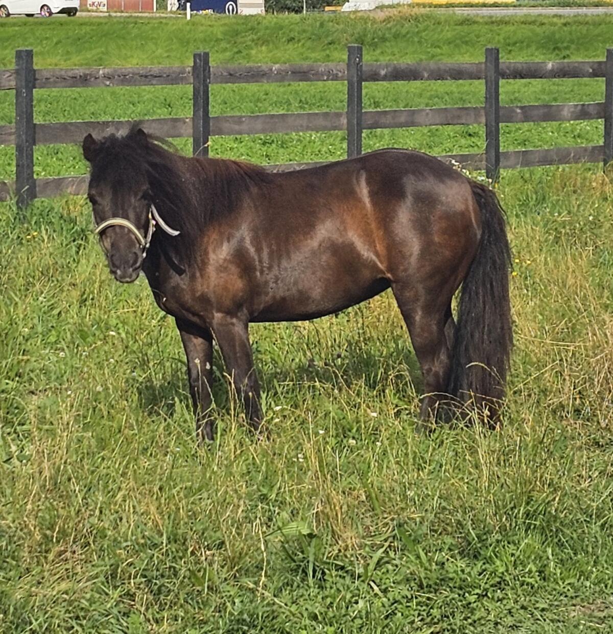 Shettlandpony 1