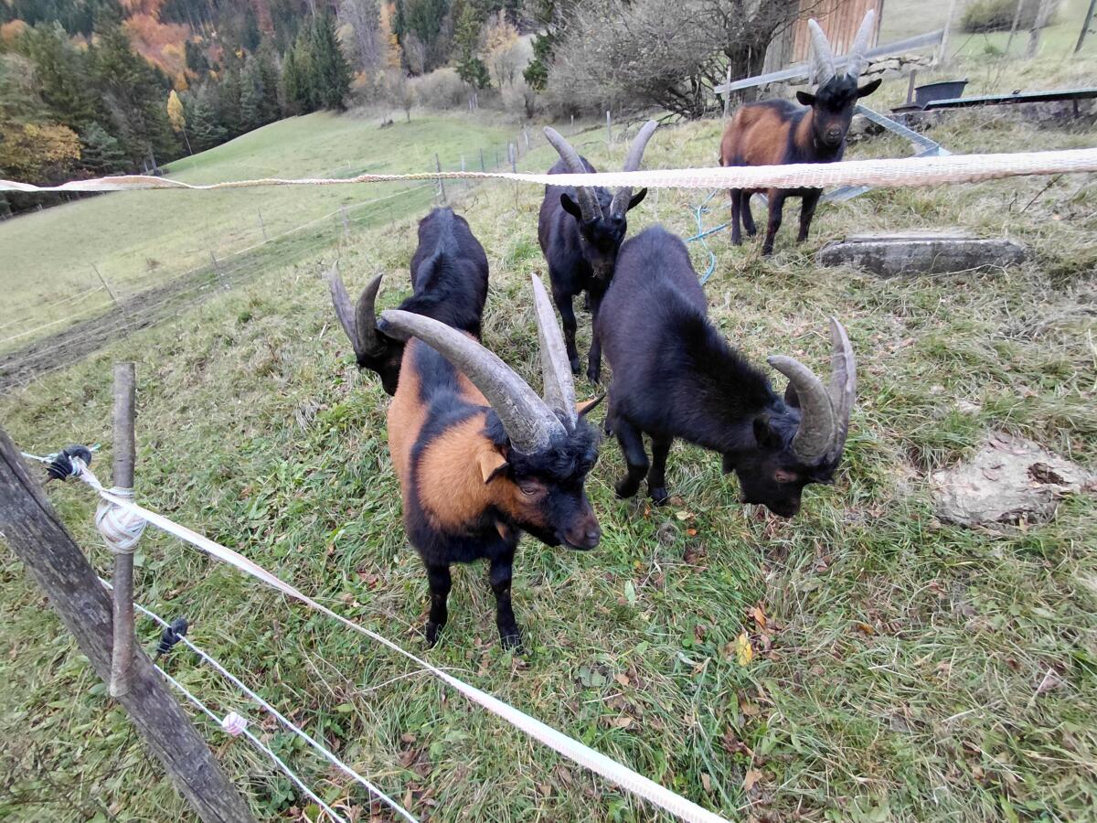 Aosta Böcke von halbjährig bis 2,5-jährig 3