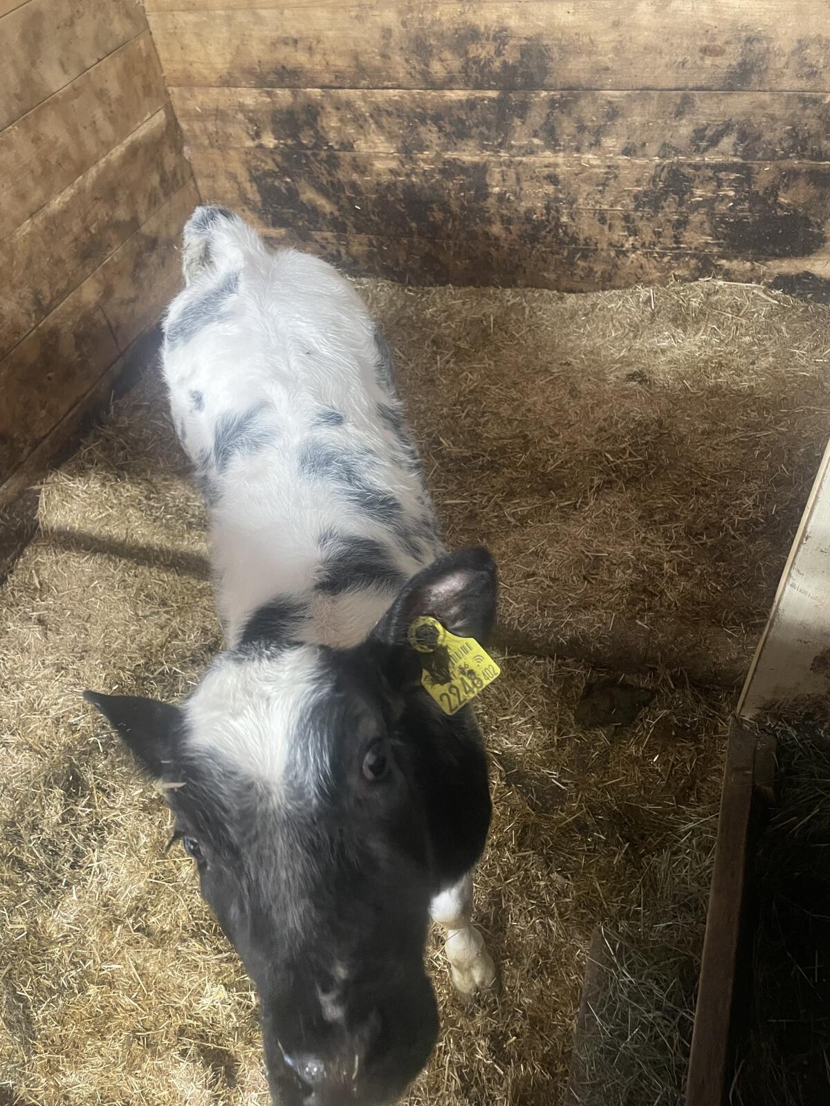 Kalb Weiß-blaue Belgier 1