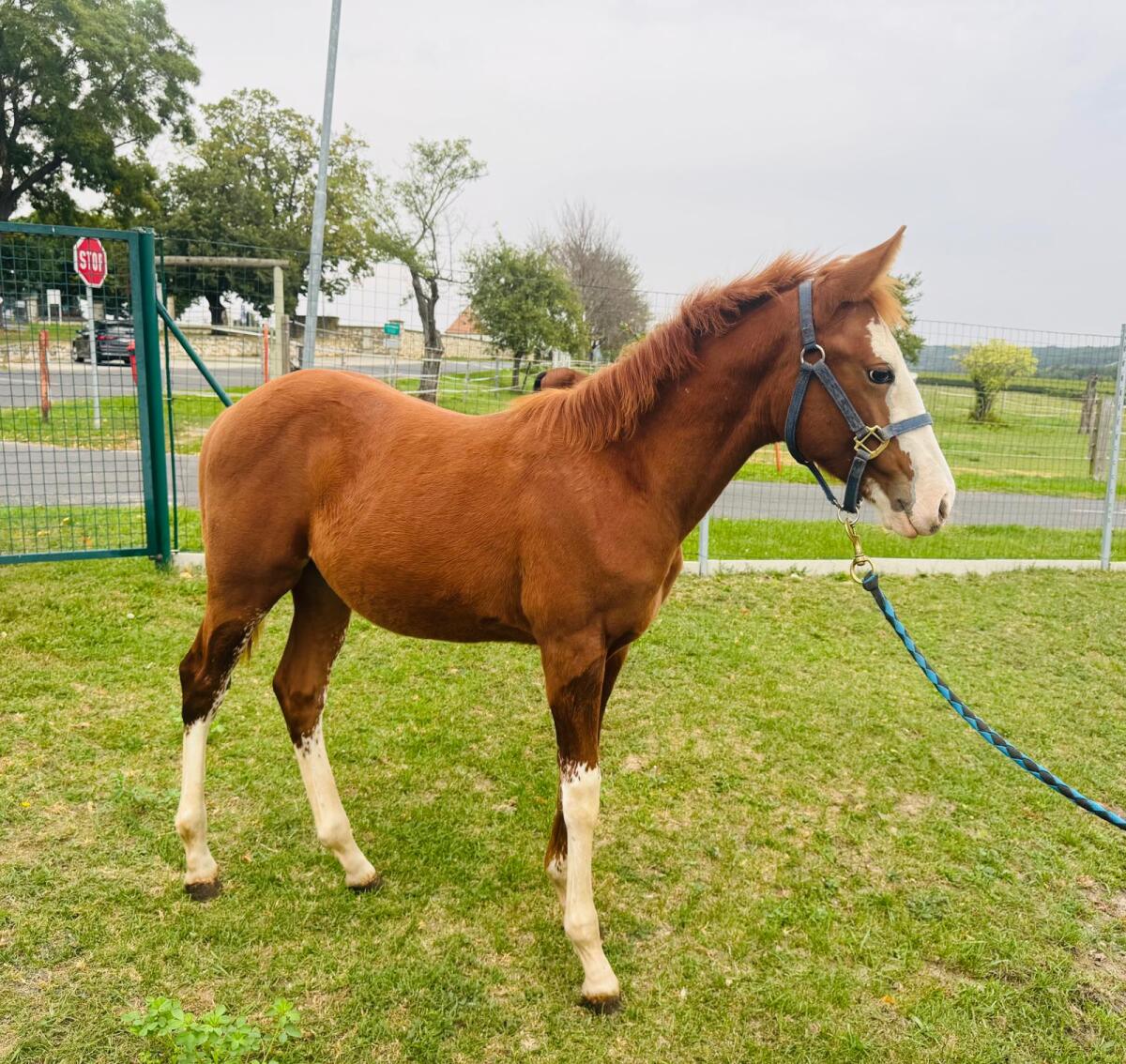Quarter Horse Hengstfohlen 3