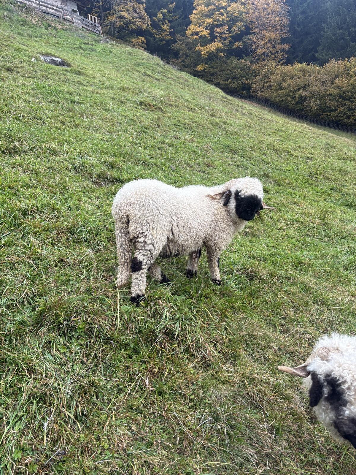 Walliser Schwarznasen 3