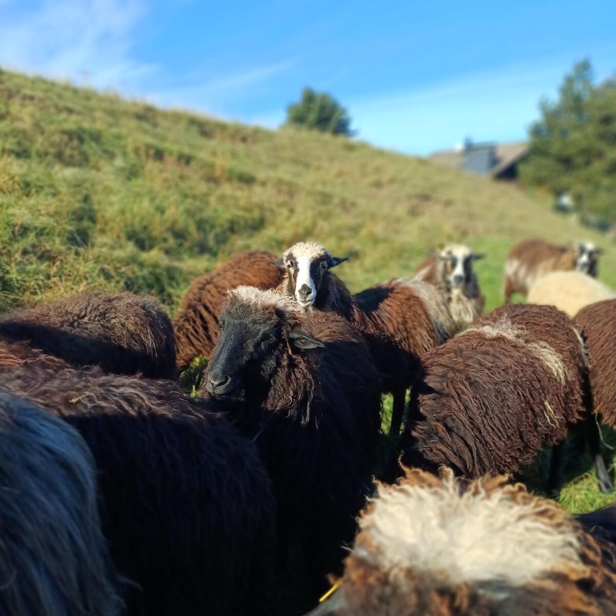 Krainer Steinschafe aus Melkbetrieb 2