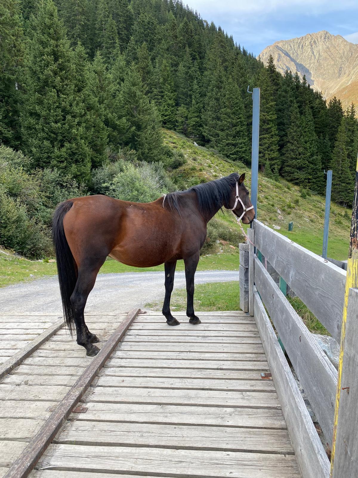 Verkaufe englisches Vollblut (Thoroughbred) Pferd 2