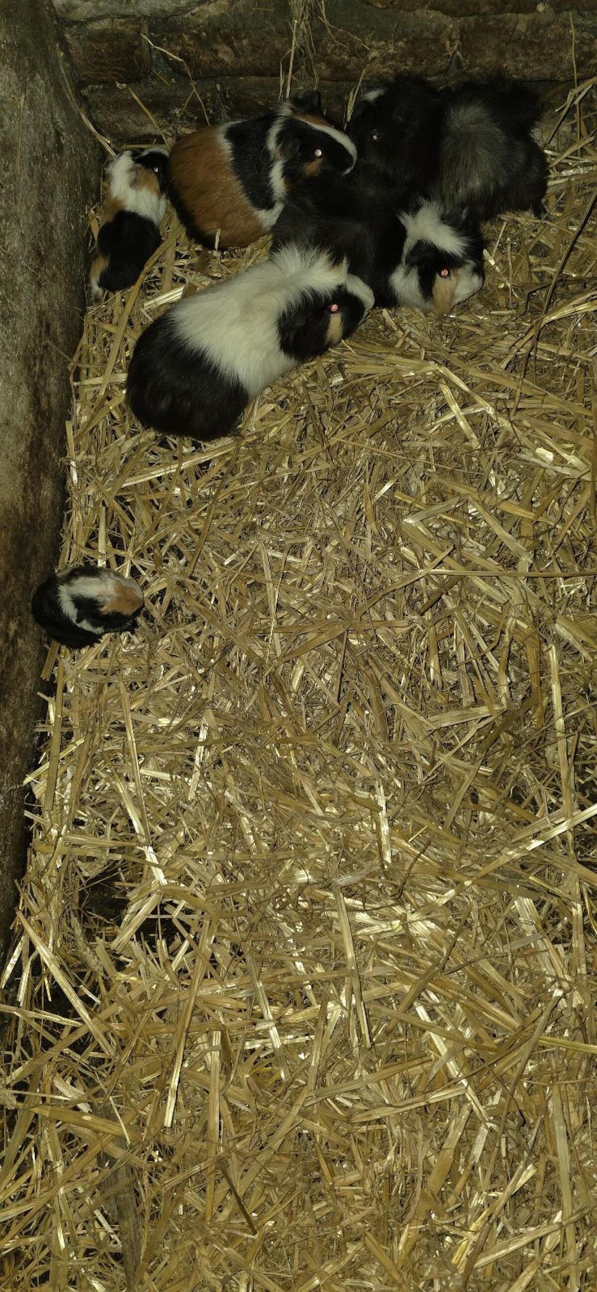 Meerschweinchen 2