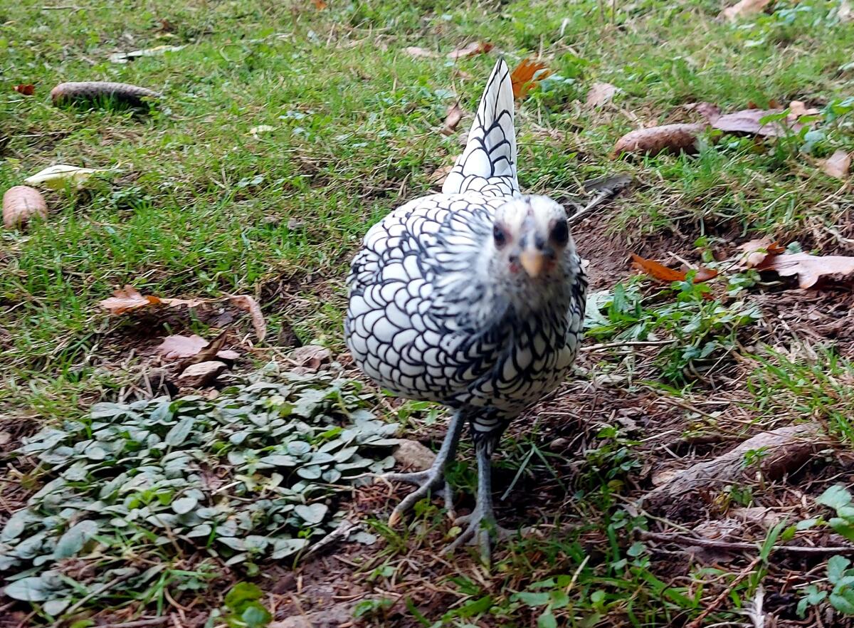 Sebright Zwerghühner Minihühner Rarität Pärchen 2