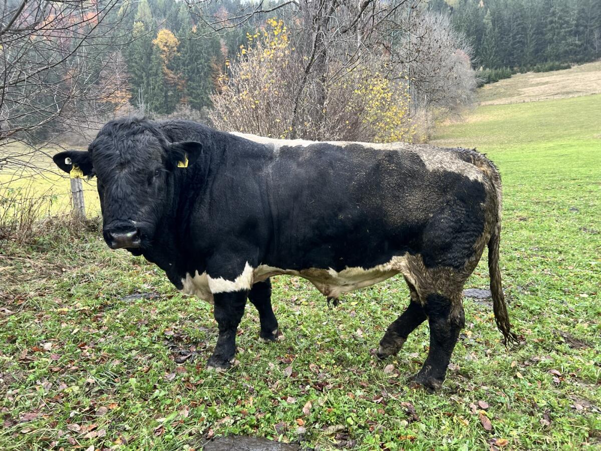 Bio Pinzgauer Stier, genetisch hornlos 3