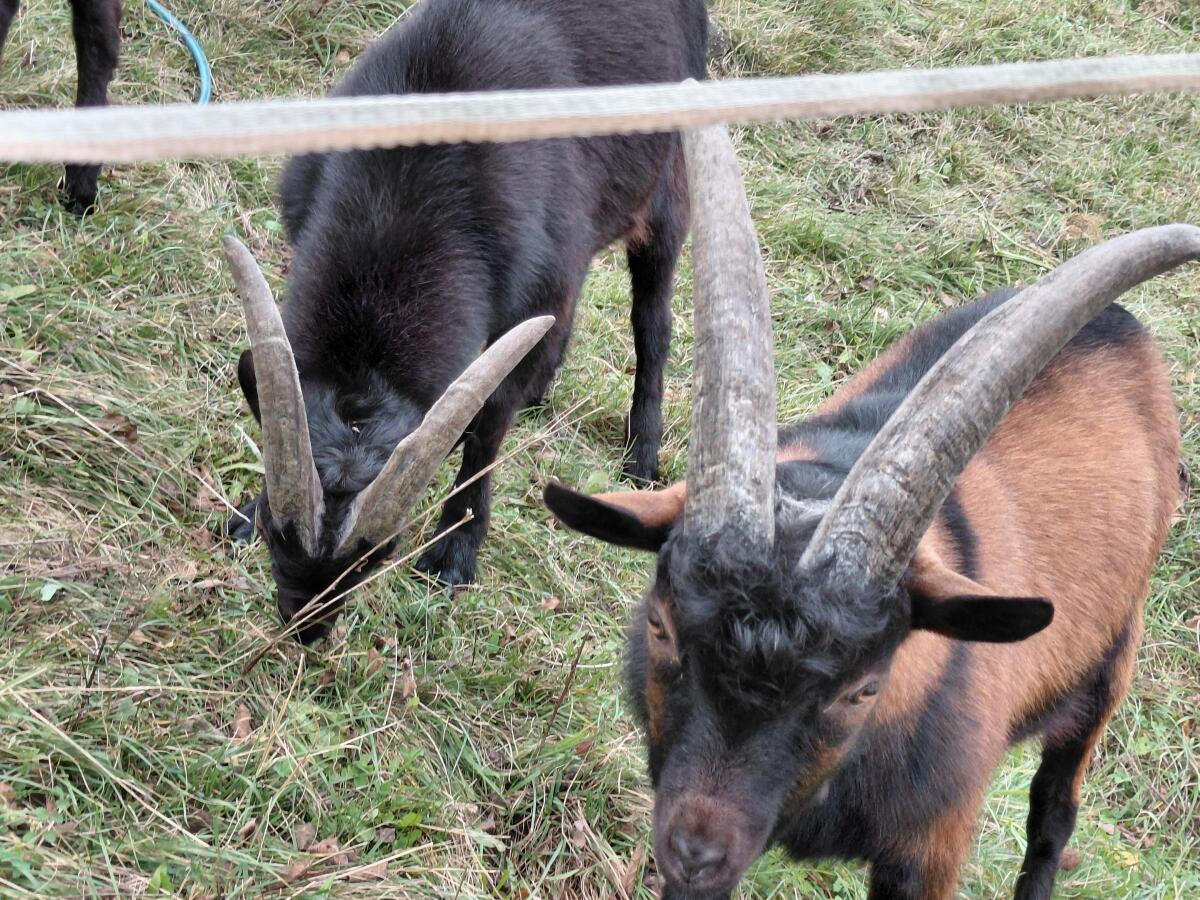 Aosta Böcke von halbjährig bis 2,5-jährig 2